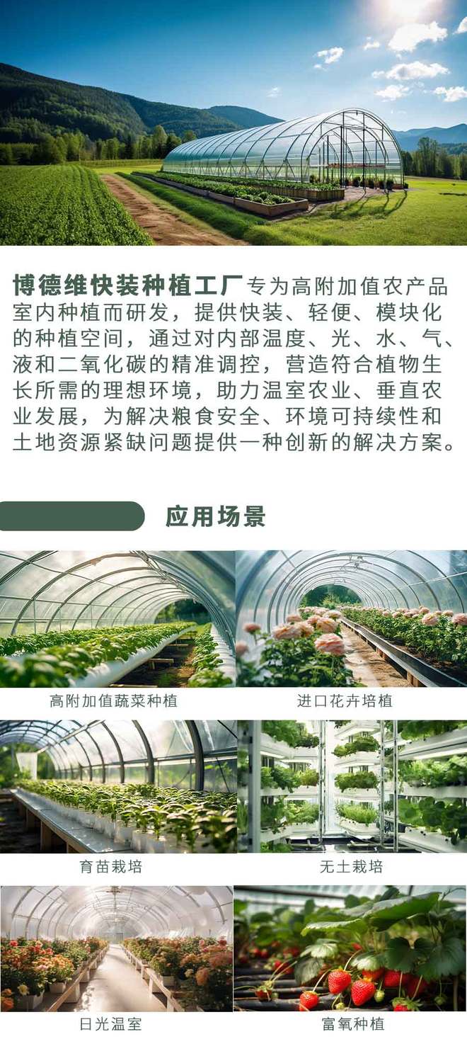 博德维快装种植工厂 解锁菊花高效高品质种植新空间