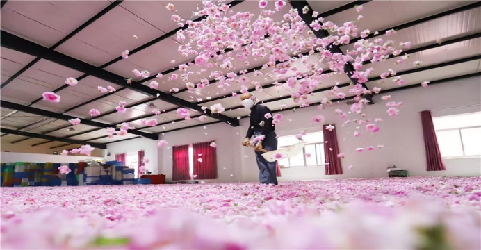 南通海安 栽下产业“花” 结出振兴“果”——菊花种植铺就金色致富路
