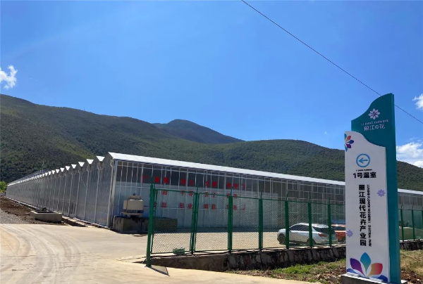 云南丽江 “80后”为花卉产业注入新鲜血液，菊花种植绽放新活力