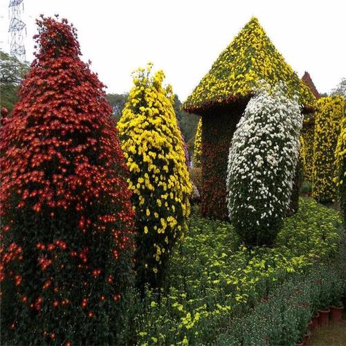 宜昌菊花种植技术详解 从选种到采收的科学管理指南