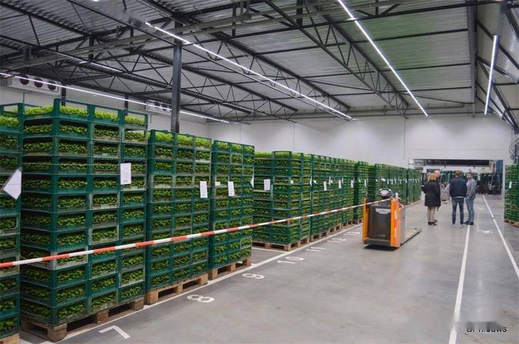 菊花产业新格局 5公顷种苗工厂投产、越南崛起与全球花卉年报深度解析