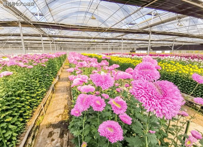 菊花种植全指南 掌握方法与时间，轻松养出繁花似锦