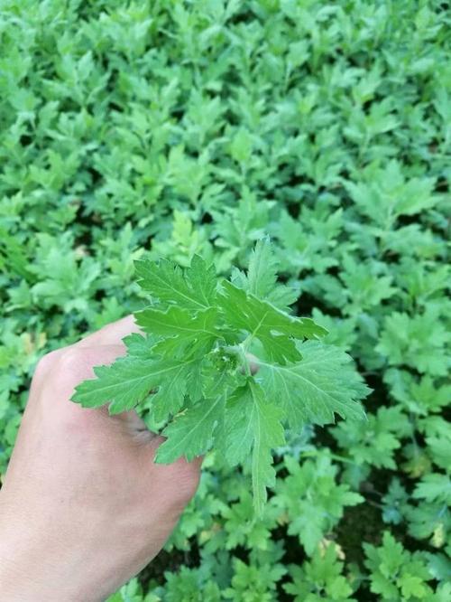 菊香四溢，富农新路——菊花种植的商机与保障