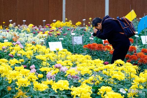北京菊花种植“一村一品”示范村镇，你选哪个？