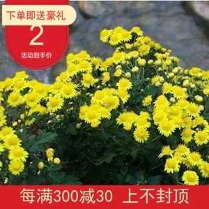 野菊花苗种植全攻略 从选苗到盛花期的高效管理