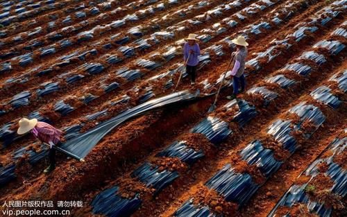 安徽庐江 三夏时节种菊忙 菊花经济富乡邻
