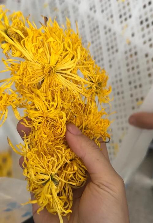 达州金丝皇菊加工工厂两套空气能烘干房安装完成，助力菊花种植产业升级