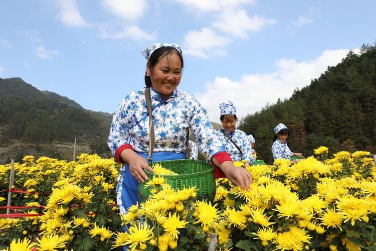 满地尽披"黄金甲" 丰盈坦村种植菊花带动村民增收