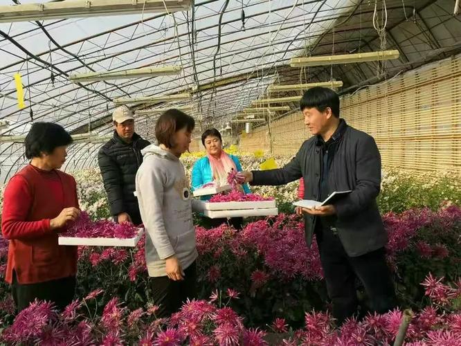 特色种植 "菊花" 富民