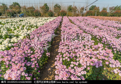 菊花种植园