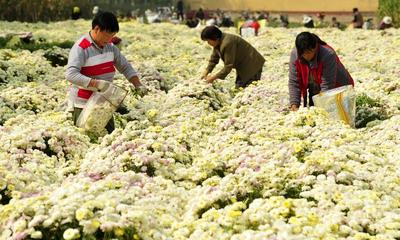 订单菊花助农增收