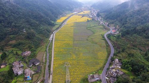 金丝皇菊花高档金丝皇菊茶种植基地