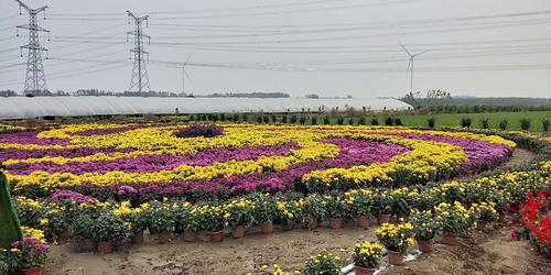 10.28日,安徽濉溪县四铺首届菊花文化节开园