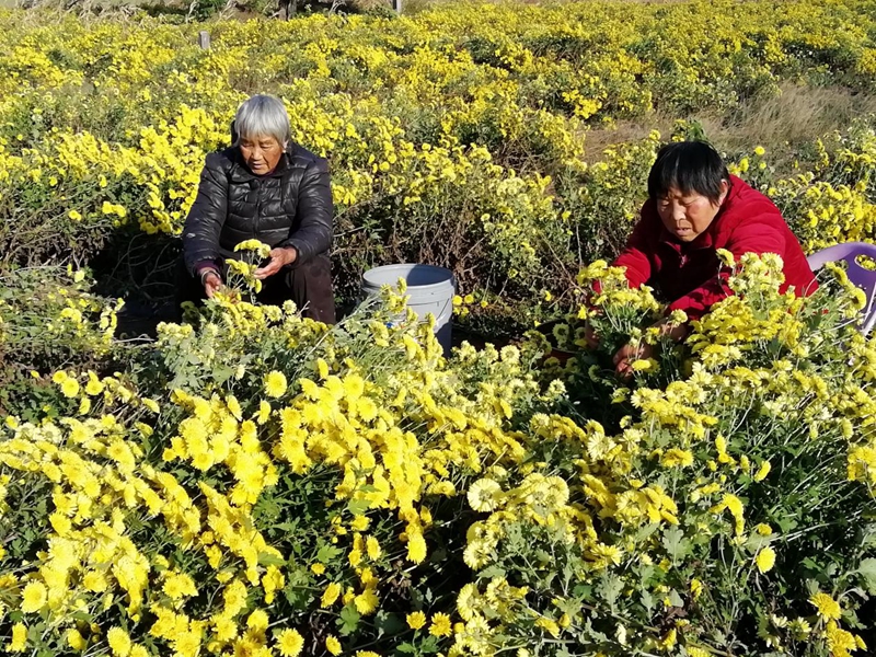 谯城区双沟镇:"花"开的时候幸福来敲门