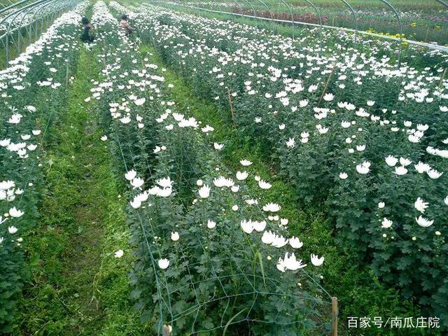 怎样种植菊花?最后才是我们想要的